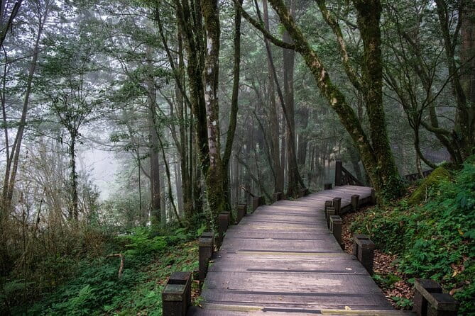 Alishan Join In Day Tour from Taichung (Incl. Park Entrance) - Walking Among Ancient Trees