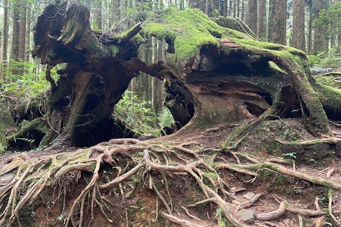 Alishan One Day Tour from Taichung - Why Alishan works as a day trip from Taichung