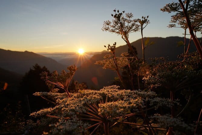 Alishan One Day Tour from Taichung - Who should book this Alishan outing?