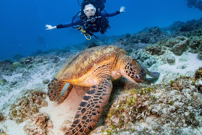 Discover Scuba Diving With Sea Turtles – Xiaoliuqiu, Taiwan - Key points at a glance