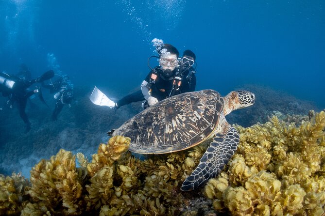 Discover Scuba Diving With Sea Turtles – Xiaoliuqiu, Taiwan - Your first 30 minutes: equipment and shallow-water practice