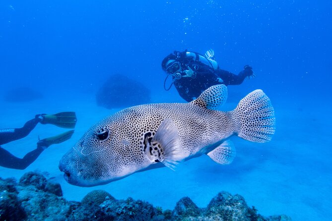Discover Scuba Diving With Sea Turtles – Xiaoliuqiu, Taiwan - Underwater photos without carrying a camera