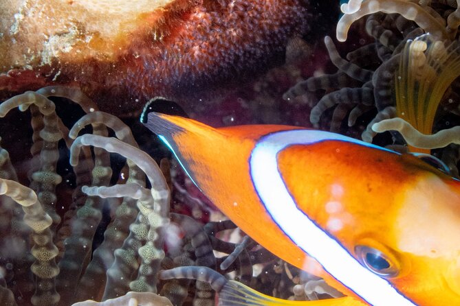Discover Scuba Diving With Sea Turtles – Xiaoliuqiu, Taiwan - What the experience gets right, and where it asks for flexibility