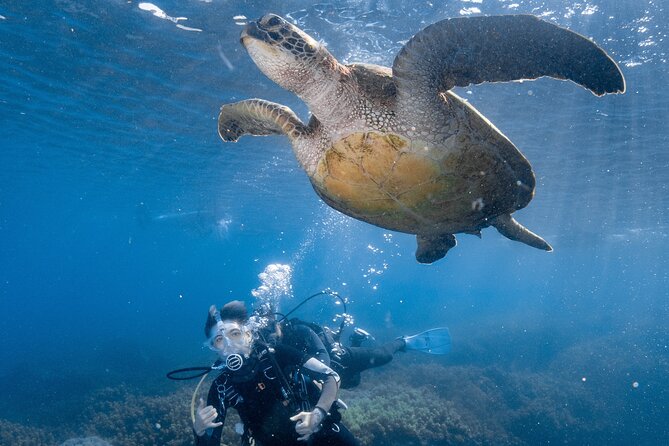 Discover Scuba Diving With Sea Turtles – Xiaoliuqiu, Taiwan - The reef session: turtles, reef life, and changing visibility