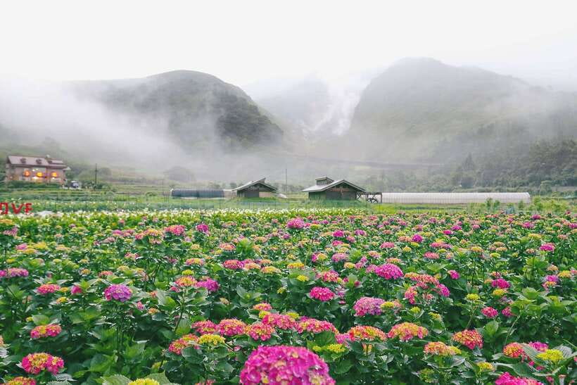 From Taipei: Private Yangmingshan Volcano and Nature Tour - Zhuzihu and the volcanic story