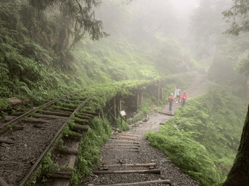 From Taipei: Taipingshan National Forest Private Day Tour - Jianqing Huaigu Trail brings you close to the trees