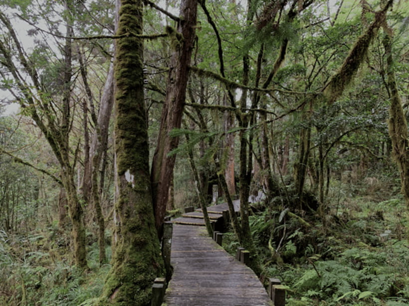 From Taipei: Taipingshan National Forest Private Day Tour - Jiuzhize Hot Springs turn a scenic stop into a local activity