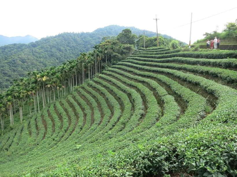 From Taipei: Thousand Island Lake and Pinglin Tea Plantation - Is $40 good value?