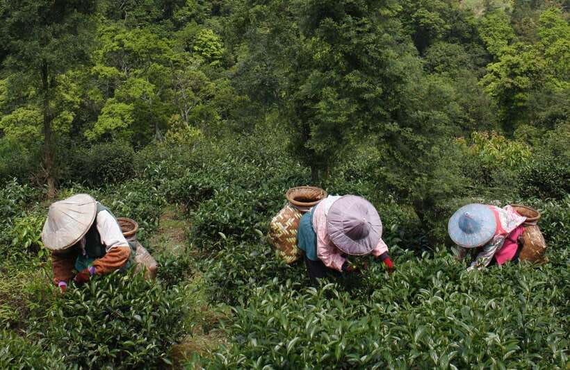 From Taipei: Thousand Island Lake and Pinglin Tea Plantation - Guides, group size, and comfort