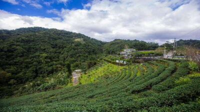 Thousand-Island Lake & Tea Museum Private Tour