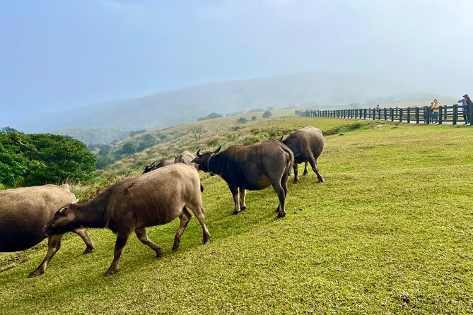 Full-day Tour in Yangmingshan & Beitou from Taipei (Small Group) - Why this makes a good break from Taipei