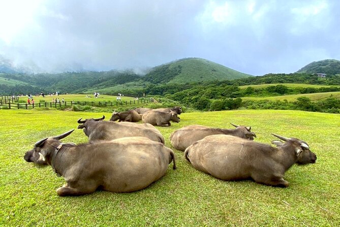Full-day Tour in Yangmingshan & Beitou from Taipei (Small Group) - What the guides add, and where the day can vary