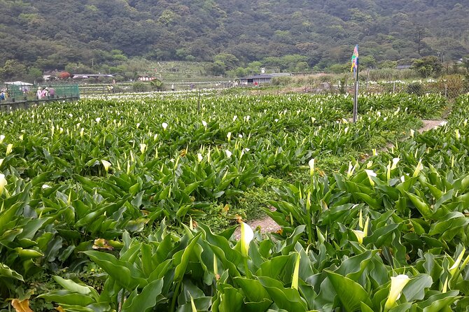 Keelung port pick up day tour ( private group) - Yehliu Geopark and the Queen’s Head