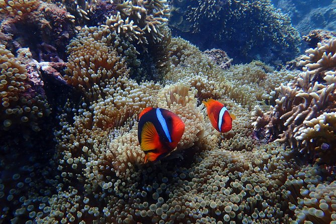 Kenting, Taiwan｜Snorkeling Free underwater photography One-on-one with instructor｜Taiwan Diving Snorkeling - Patient instruction for first-time snorkelers