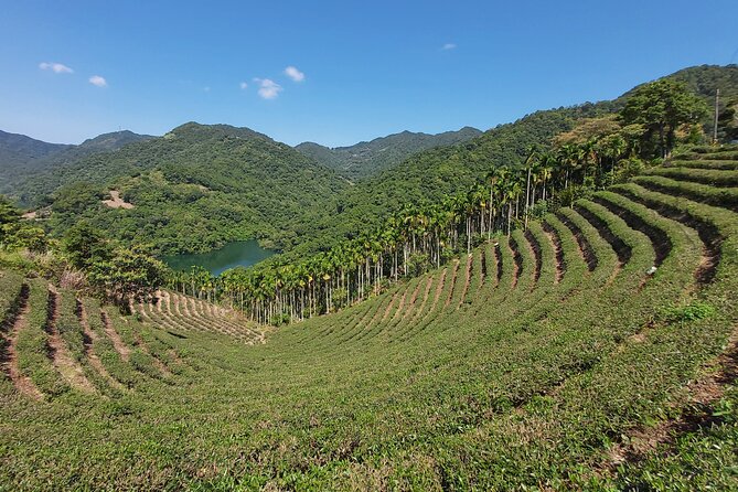 Pinglin Tea Culture & Maokong Day Tour from Taipei - Riding the Maokong Gondola into Taipei’s hills