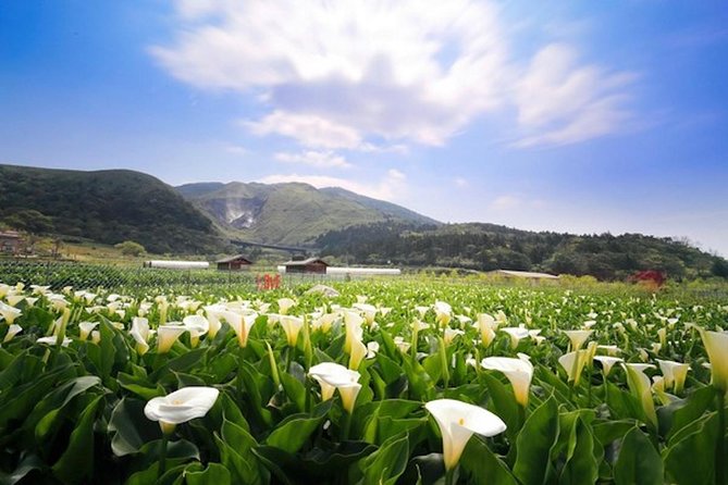 Private Yangmingshan & Beitou Tour from Taipei with Pickup - Qingtiangang and Lengshuikeng: open views and walking