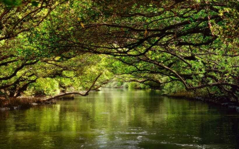 Tainan: Sicao Green Tunnel Scenic Boat Ride - Who will enjoy this boat ride most?