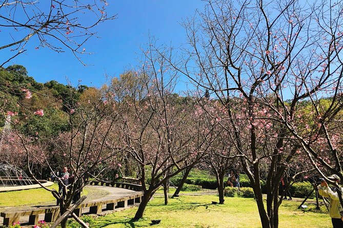 Taipei Cherry Blossom Day Tour to Yangmingshan and Tamsui - Yangmingshan’s long spring stop