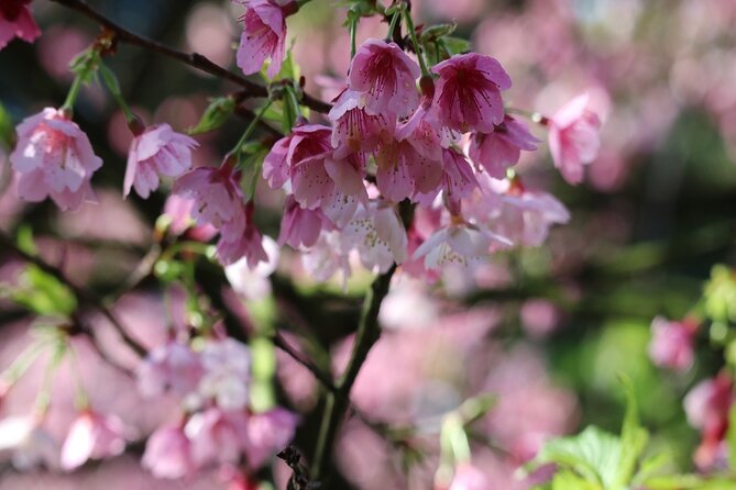 Taipei Cherry Blossom Day Tour to Yangmingshan and Tamsui - Lunch and the move toward Tamsui