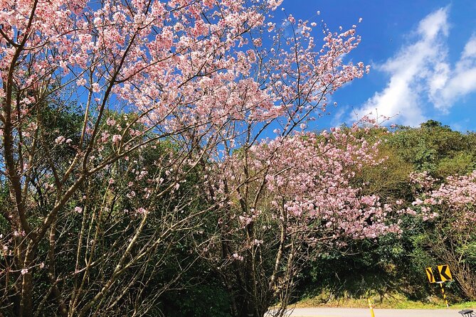 Taipei Cherry Blossom Day Tour to Yangmingshan and Tamsui - Guide quality and group size