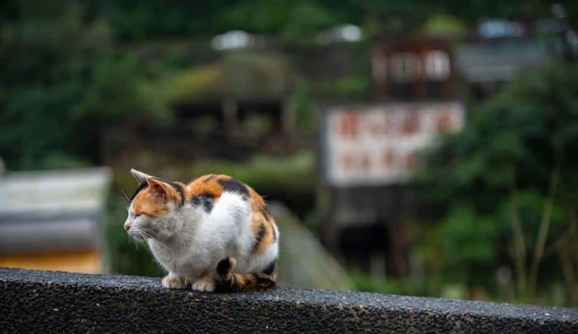 Taipei: Jiufen,Shifen & Houtong Cat Village Private Day Tour - Pingxi Sky Lanterns: A Simple Ritual With Real Appeal
