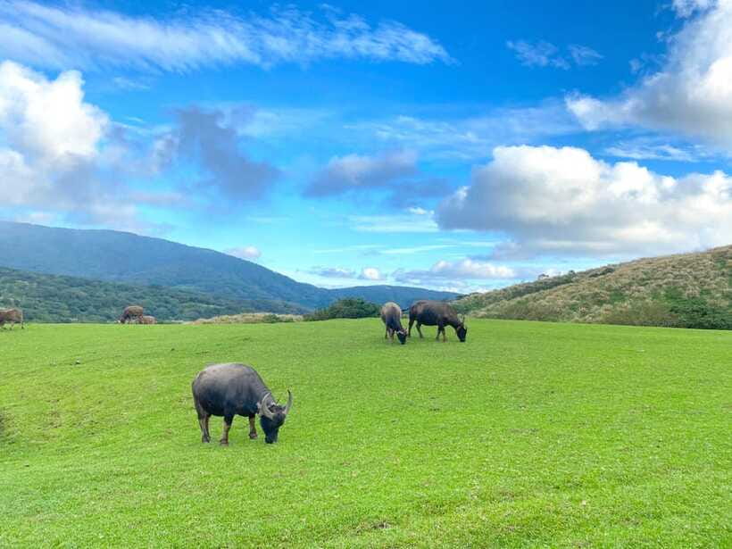 Taipei: Yangmingshan & Beitou Full-Day Tour - Flower Clock and Yangmingshan Literary House