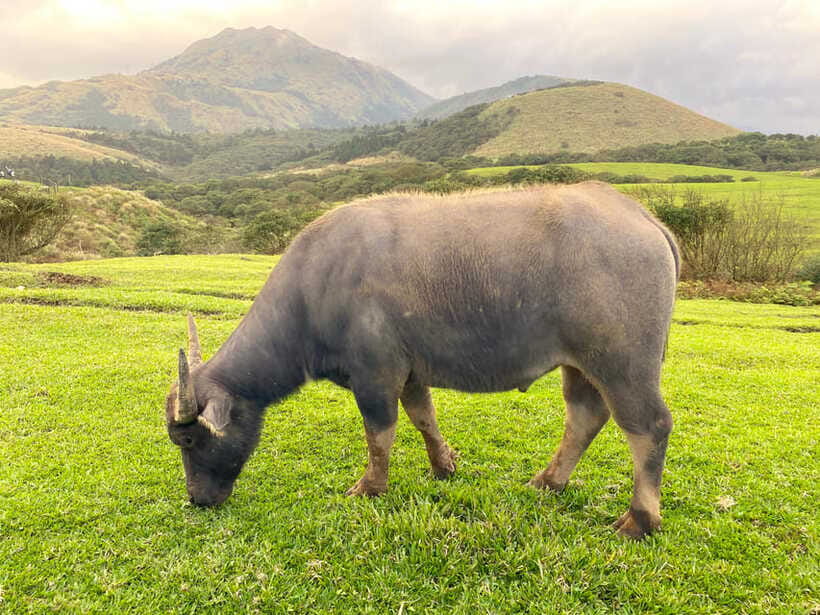 Taipei: Yangmingshan & Beitou Full-Day Tour - What the $73 price really covers