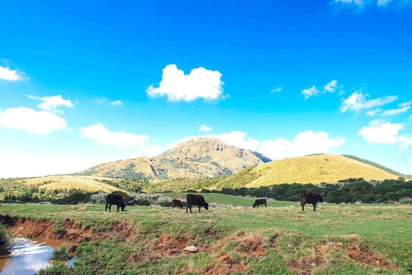 Taipei: Yangmingshan & Beitou Full-Day Tour - Yangmingshan National Park in two hours