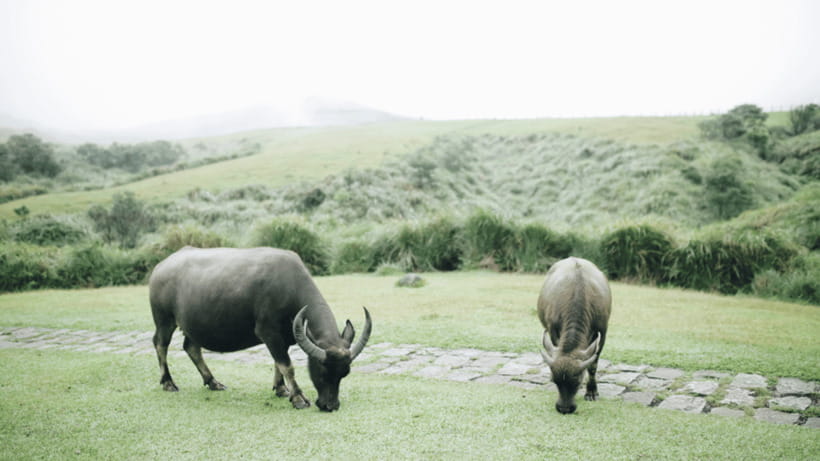 Taipei: Yangmingshan National Park Half-Day Tour - Is $68 a fair price?