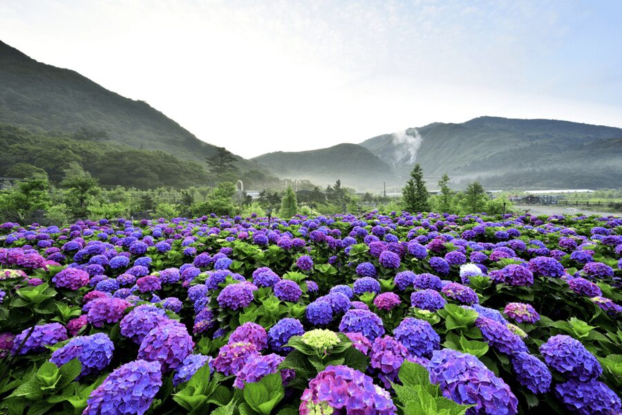 Taipei: Yangmingshan, Shifen, Jiufen & Yehliu Private Tour - Yehliu Geopark and the Queen’s Head
