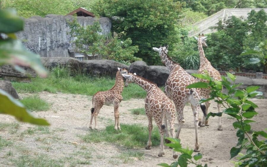 Taipei: Zoo Entrance Ticket - A practical one-day sequence