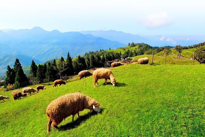 Taiwan Multi-Day Classic Tour - Day 2: North Coast rock formations and the lantern town of Shifen