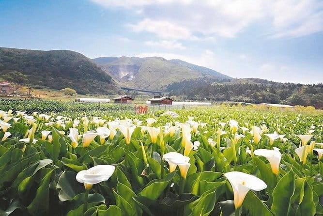 Taiwan TST : Private Tour Taipei, Yangmingshan, Beitou, Tamsui - Qingtiangang offers open mountain views