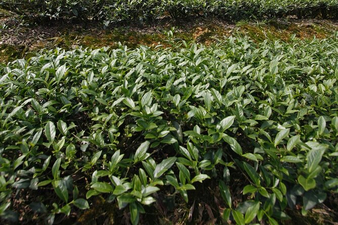 Thousand Island Lake and Pinglin Tea Plantation from Taipei - Bagua Tea Garden and the geometry of the hills
