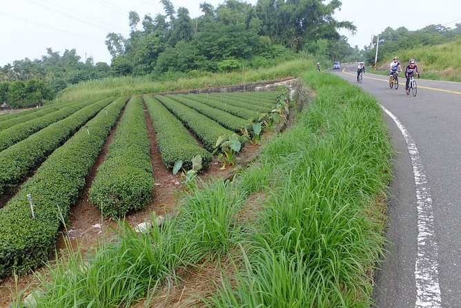 Two-day Sun Moon Lake & Alishan Forest Park Tour Package - Day 2 in Alishan National Forest Recreation Area